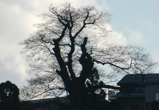c0051105_1151113.jpg
