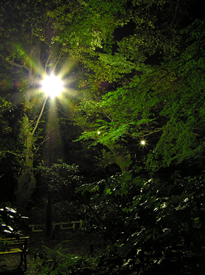 夜の井の頭公園_e0066210_205916100.jpg