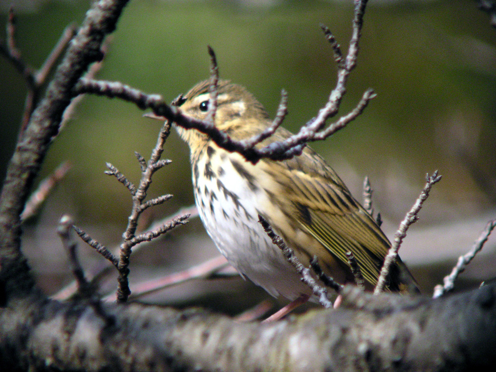 c0039919_1645359.jpg