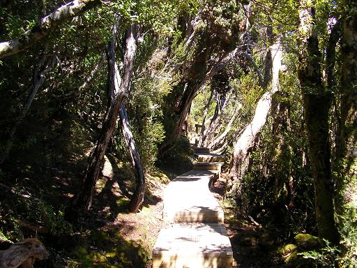 05 NOV 2005　Tasmania物語　～第三章・Cradle Mountain～_c0000751_21224634.jpg