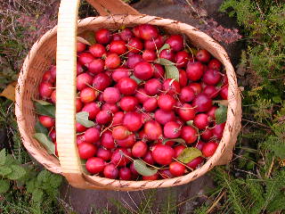 e0004756_20155175.jpg
