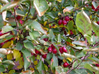 e0004756_2018171.jpg