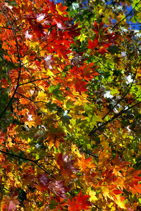 c0054876_74373.jpg