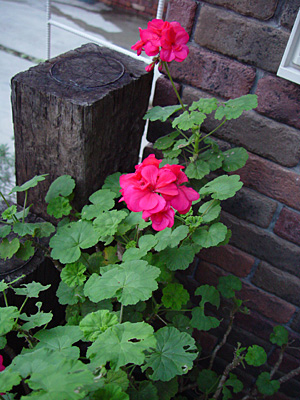 e0001735_22335975.jpg