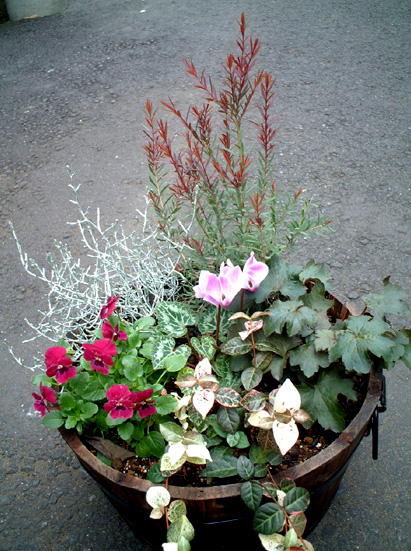 ガーデンシクラメンとビオラと葉もので 園芸店の店員 というよりただの花好き