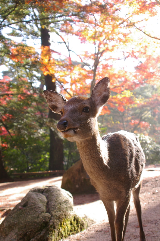 １１月１２日　宮島弥山_a0009554_23235540.jpg