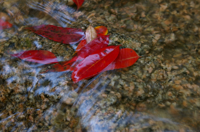 １１月１２日　宮島弥山_a0009554_2338614.jpg