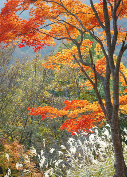 牛曳山　白樺と紅葉_a0041073_21523933.jpg