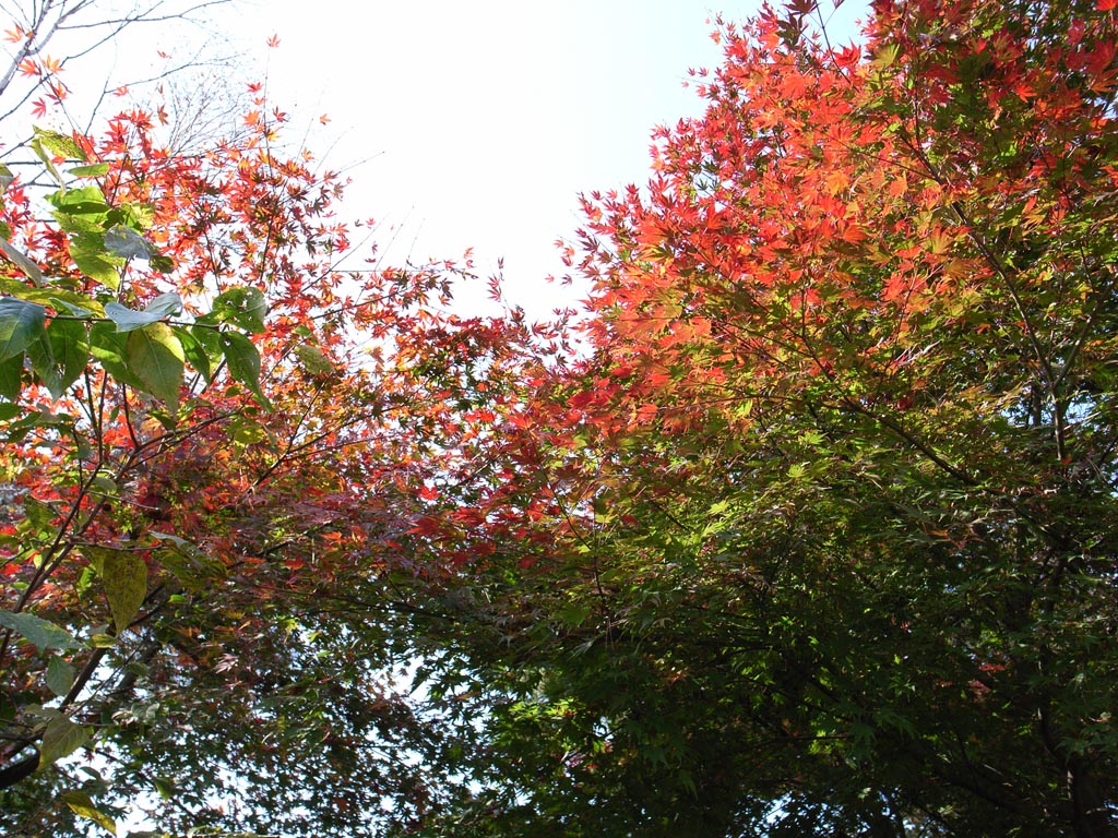 e0071178_664414.jpg