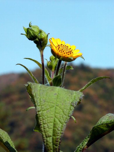 ヤーコンの花 しんちゃん通信