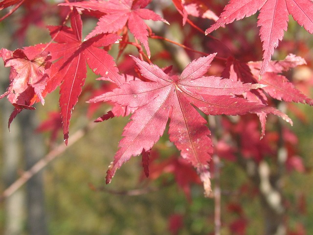 九州の紅葉_b0061108_2158289.jpg