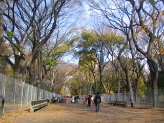 11月13日(日) マンハッタンの紅葉_c0055212_16524832.jpg