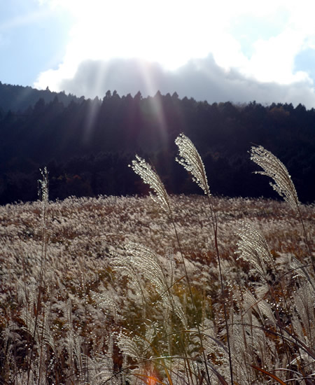 秋の箱根_b0016049_08299.jpg