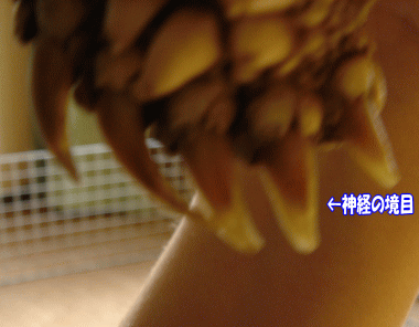 b0055276_148401.gif