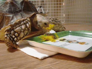 b0055276_1501586.gif