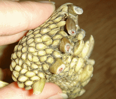 b0055276_211695.gif