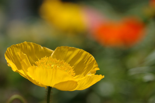 ポピーの花言葉はご存知ですか 銀太郎のネイチャーフォト