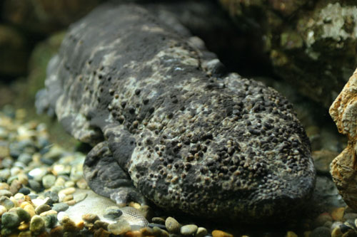 オオサンショウウオ : 水族館ふりーく - A0012103 22484140