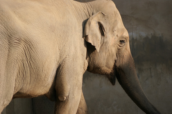 王子動物園－動物編（2）－_b0043304_23513346.jpg