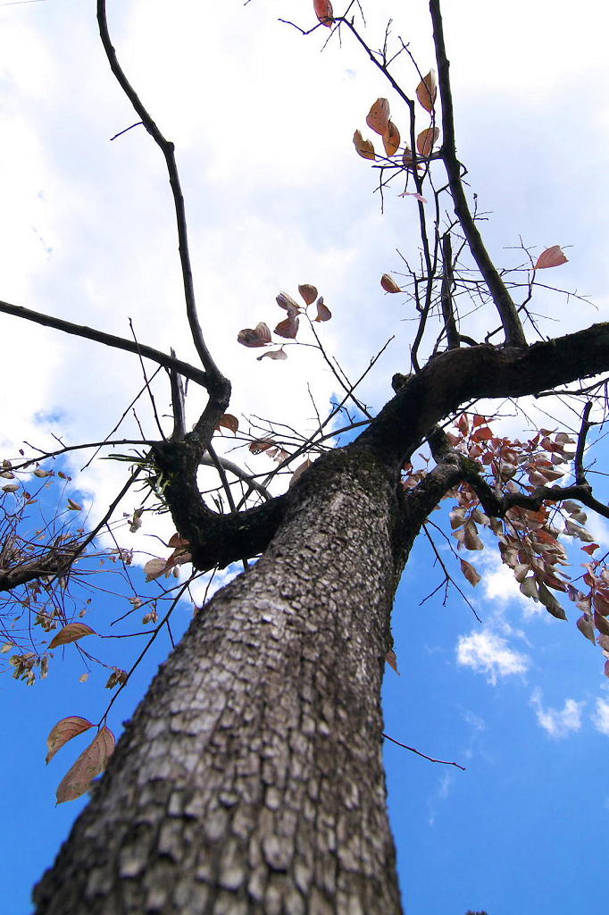 やっと見つけた紅葉_c0005030_16401231.jpg