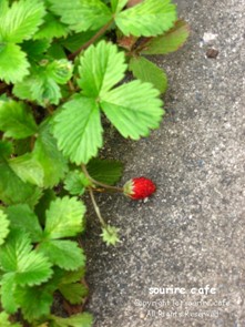 wild strawberry_a0054935_1843666.jpg