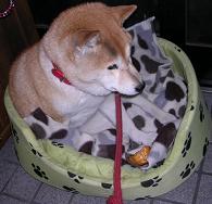 やっと冬仕度_c0049950_22592555.jpg