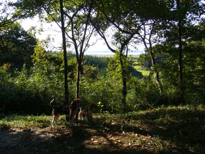 b0045357_825591.jpg