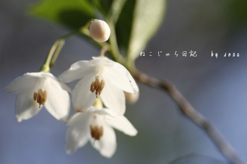 e0027083_0324462.jpg