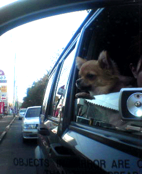 e0009391_15274753.gif