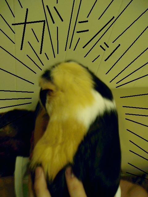 c0037103_8263364.jpg