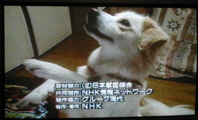 a0032004_35532.jpg