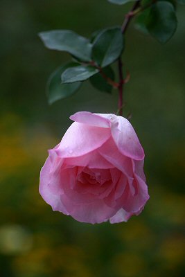 a0067720_2284561.jpg