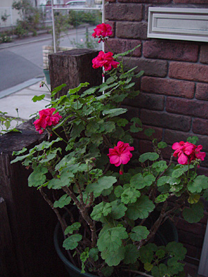 e0001735_2352495.jpg