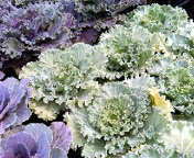 e0068042_1346230.jpg
