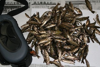 山女魚はどこへ？_f0000866_12413992.jpg