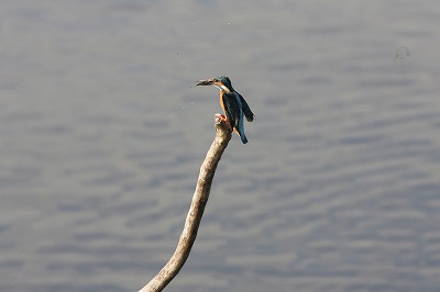 野鳥アルバム_b0047179_11523563.jpg