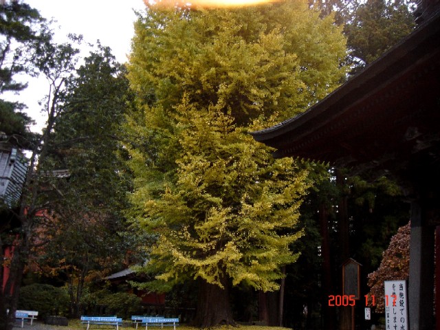 大きな銀杏の木！！_a0005691_205850100.jpg