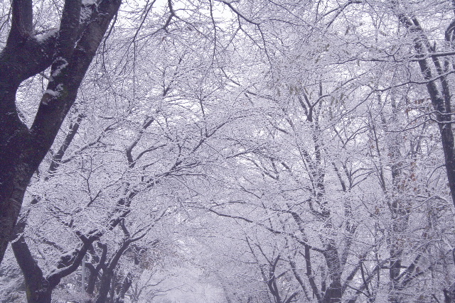 雪景色_a0042597_10455970.jpg