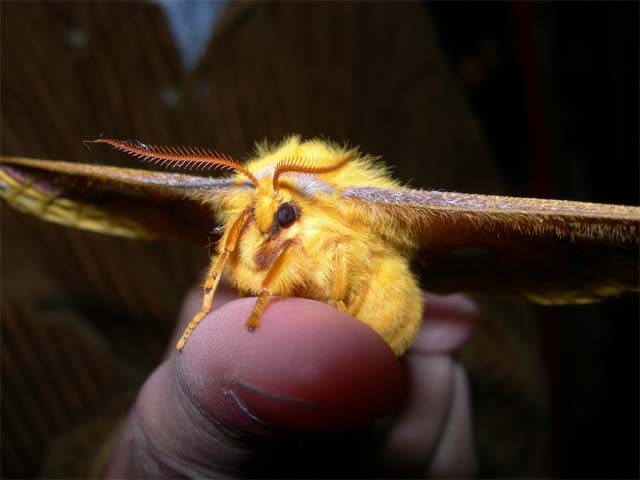 目はビーズみたいだし 体はふかふかの毛糸玉みたい 昆虫ブログ むし探検広場 目はビーズみたいだし 体はふかふかの毛糸玉みたい 昆虫ブログ むし探検広場