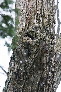 フクロウのマイホーム_c0070654_21163081.jpg