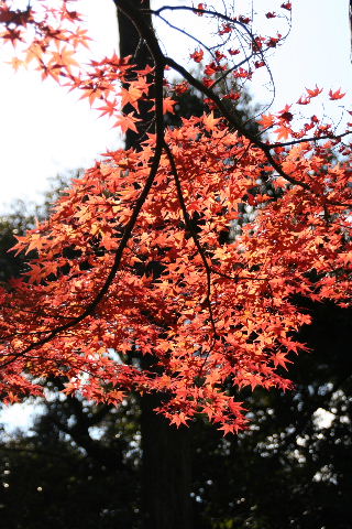 石山寺へ紅葉2　赤く燃えて・・・_b0055171_2303570.jpg