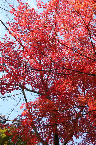 石山寺へ紅葉2　赤く燃えて・・・_b0055171_2322554.jpg