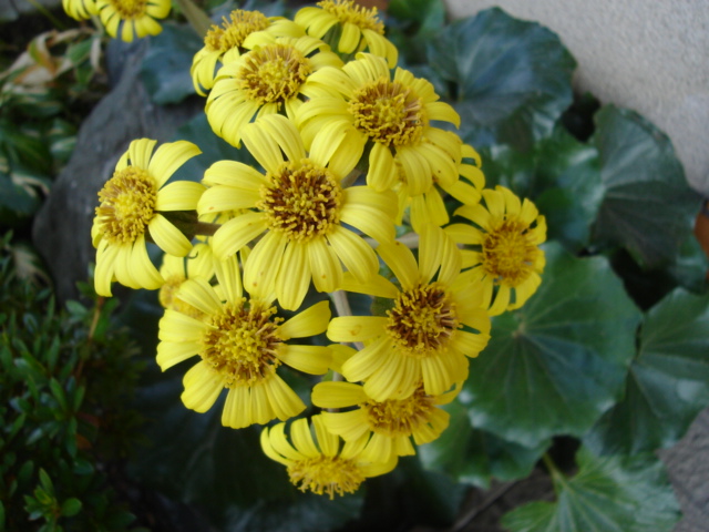 お花でラテン語 23 花 花日記