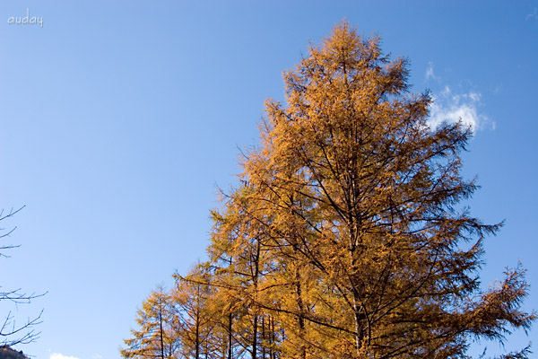 カラマツの紅葉_c0048494_230080.jpg