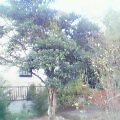 e0084001_16294757.jpg