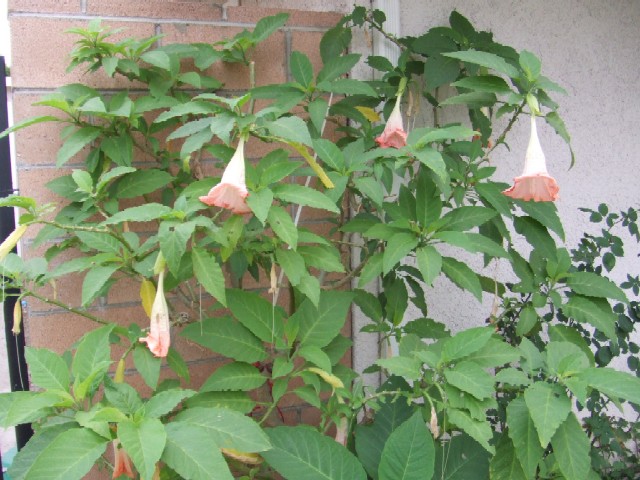 c0062603_15514150.jpg