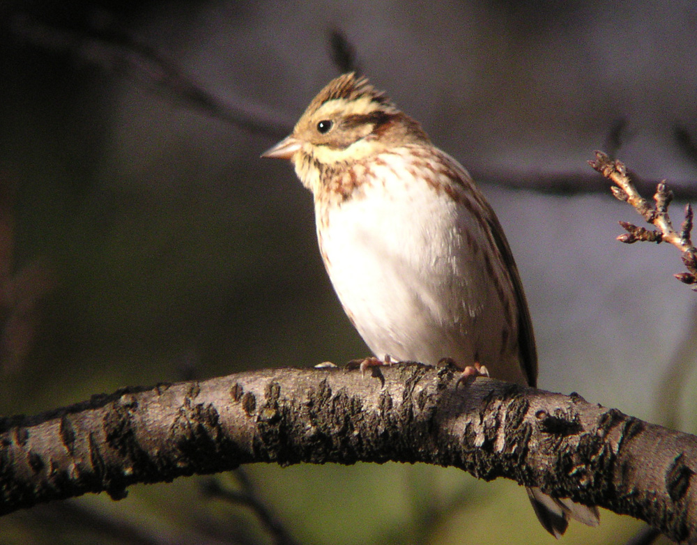 冬鳥２号_c0039919_1817785.jpg