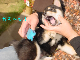 a0052750_12351231.jpg