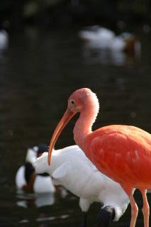 野鳥の森_b0024758_23171460.jpg