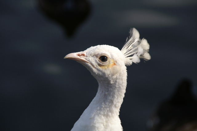 野鳥の森_b0024758_23282782.jpg